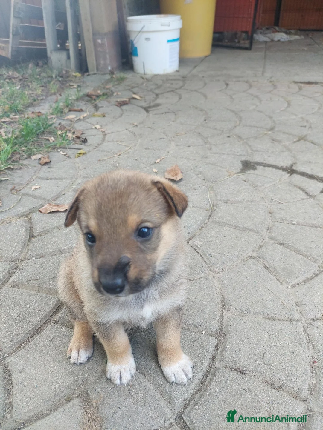 Meticcio cani in regalo: Cuccioli a Provincia di Asti - Annuncio 1