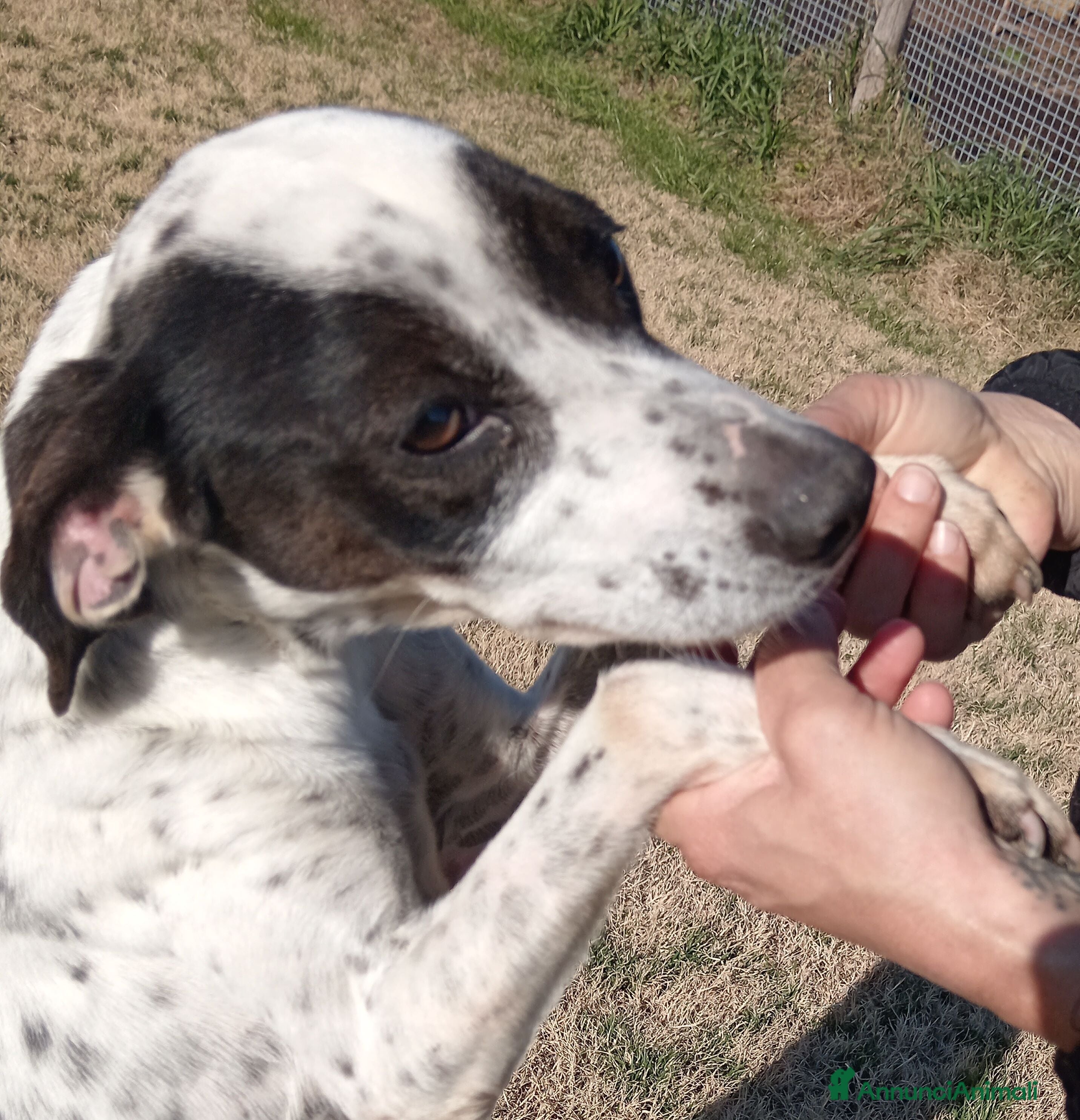 Pointer cani Cha Cha Cha la mini pointer tutta energia a Provincia di Latina - Annuncio 2