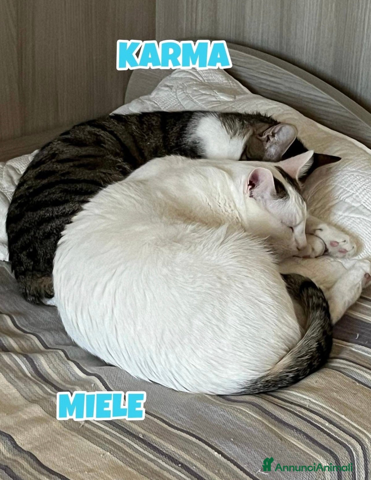 Europeo gatti Karma e Miele due micini meravigliosi  - Annuncio 9