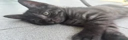 Altre razze gatti in regalo: Un gatto nero a Provincia di Brescia - Annuncio 3