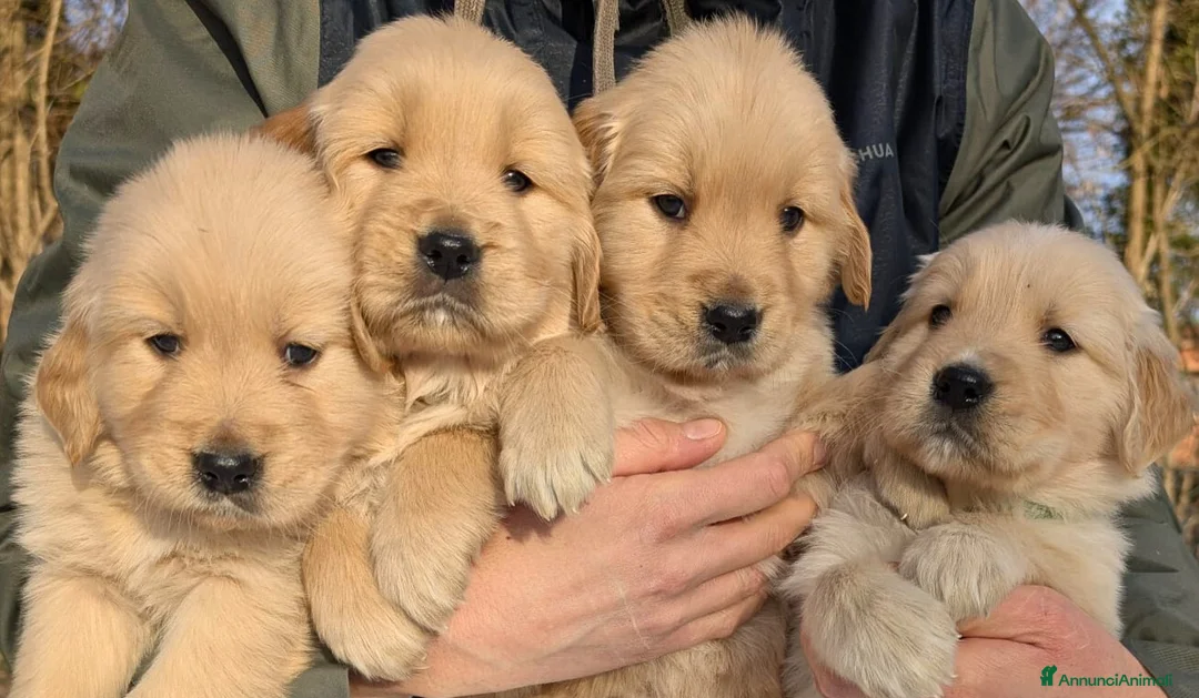 Golden Retriever cani in vendita: CUCCIOLI GOLDEN RETRIEVER LINEA ANGLOAMERICANA - Annuncio 1
