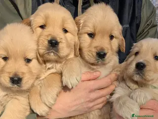 Golden Retriever cani CUCCIOLI GOLDEN RETRIEVER LINEA ANGLOAMERICANA - Annuncio 1