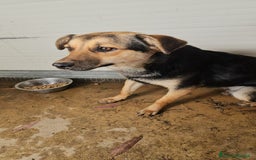 Meticcio cani in regalo: Andrea: 1anno taglia contenuta timido dolce  a Città Metropolitana di Genova - Immagine 14