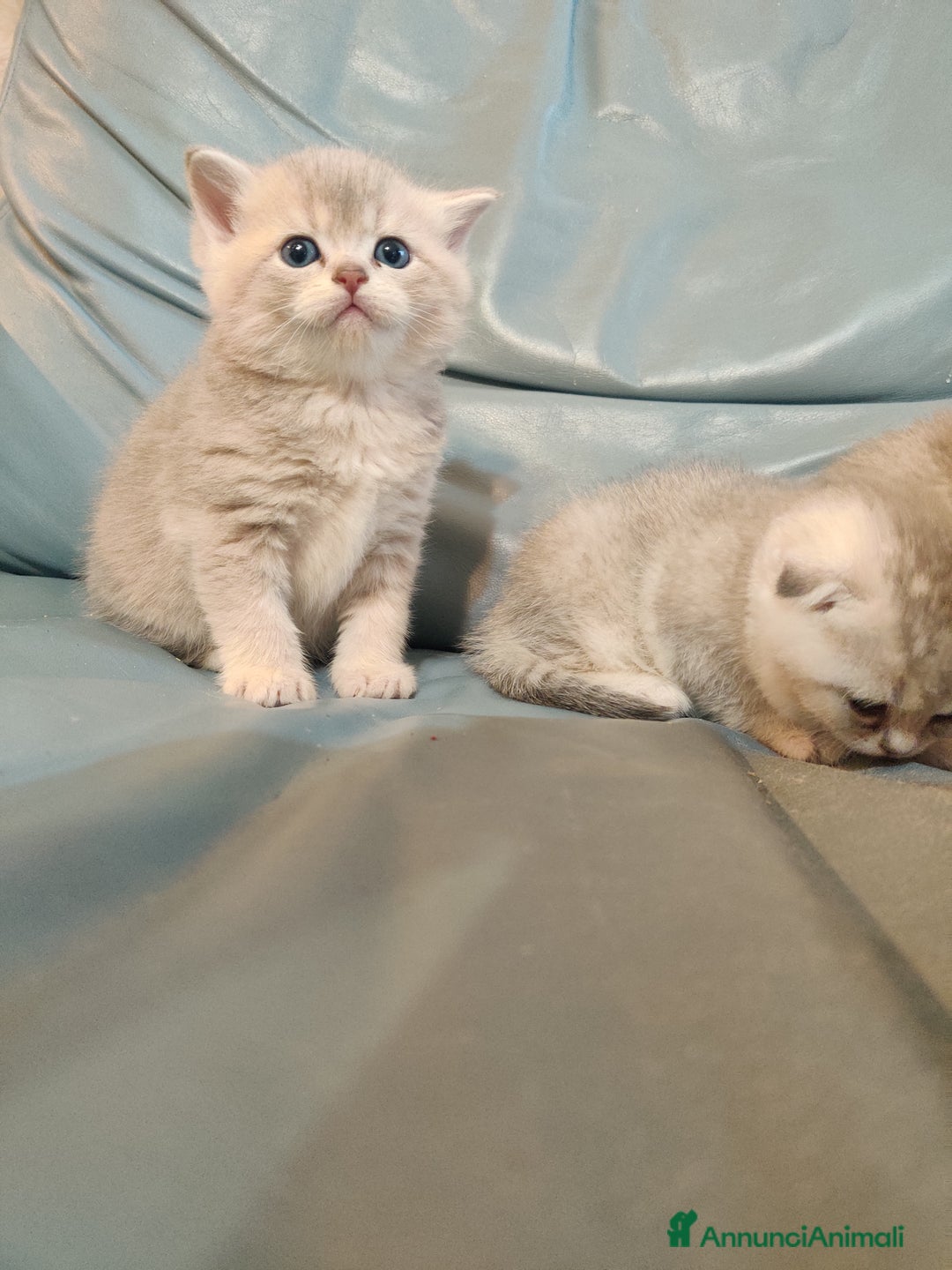 Scottish gatti in vendita: Scottish-fold  - Annuncio 3