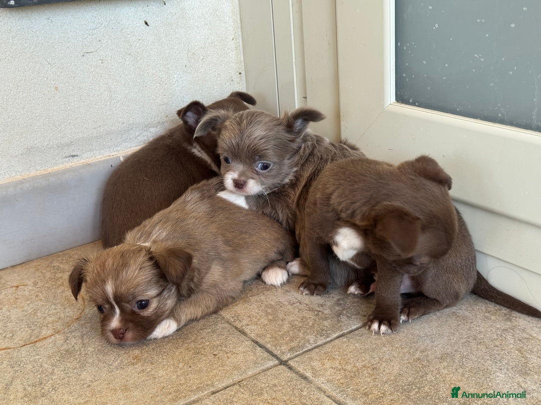 Chihuahua cani in vendita: Cuccioli di chihuahua  a Città metropolitana di Milano - Immagine 11