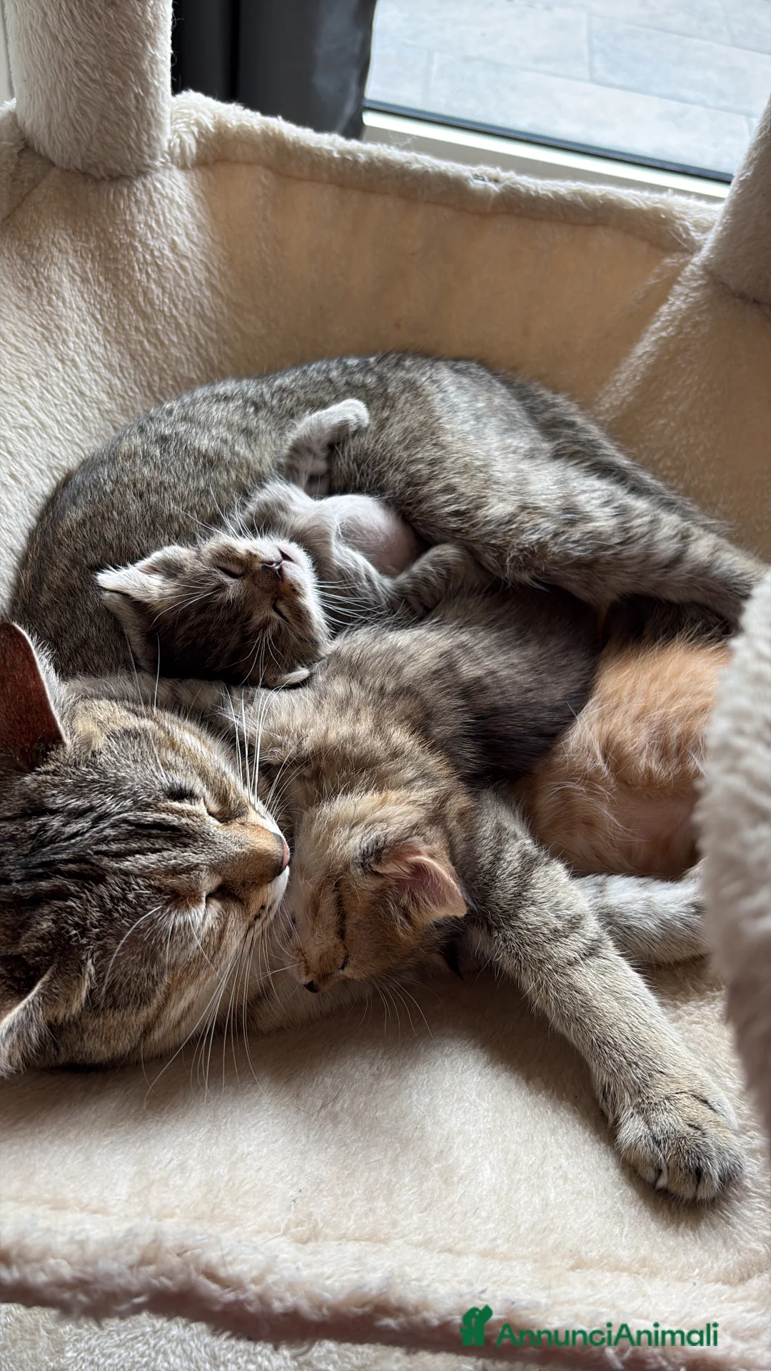 Scottish gatti in vendita: Scottish in vendita a Provincia di Bergamo - Annuncio 2