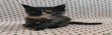 PENELOPE