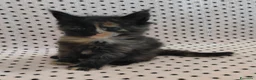Maine Coon gatti in vendita: Cuccioli Maine coon  - Annuncio 9