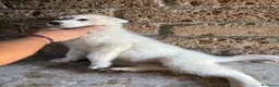 Husky cani in vendita: cuccioli di husky  - Annuncio 6
