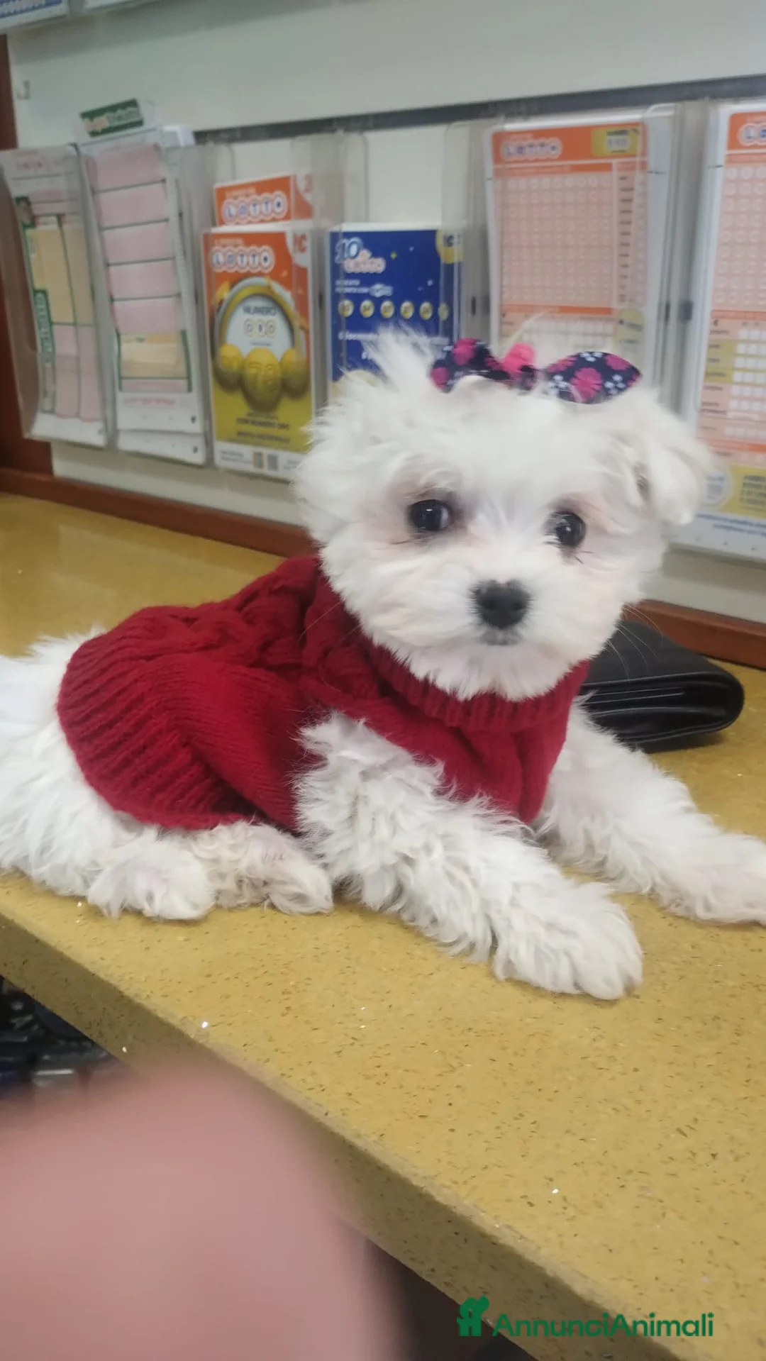 Maltese cani in vendita: Maltesi Toy - Annuncio 5