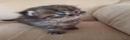 Persiano gatti in vendita: Cinque cuccioli di persiano - Annuncio 8