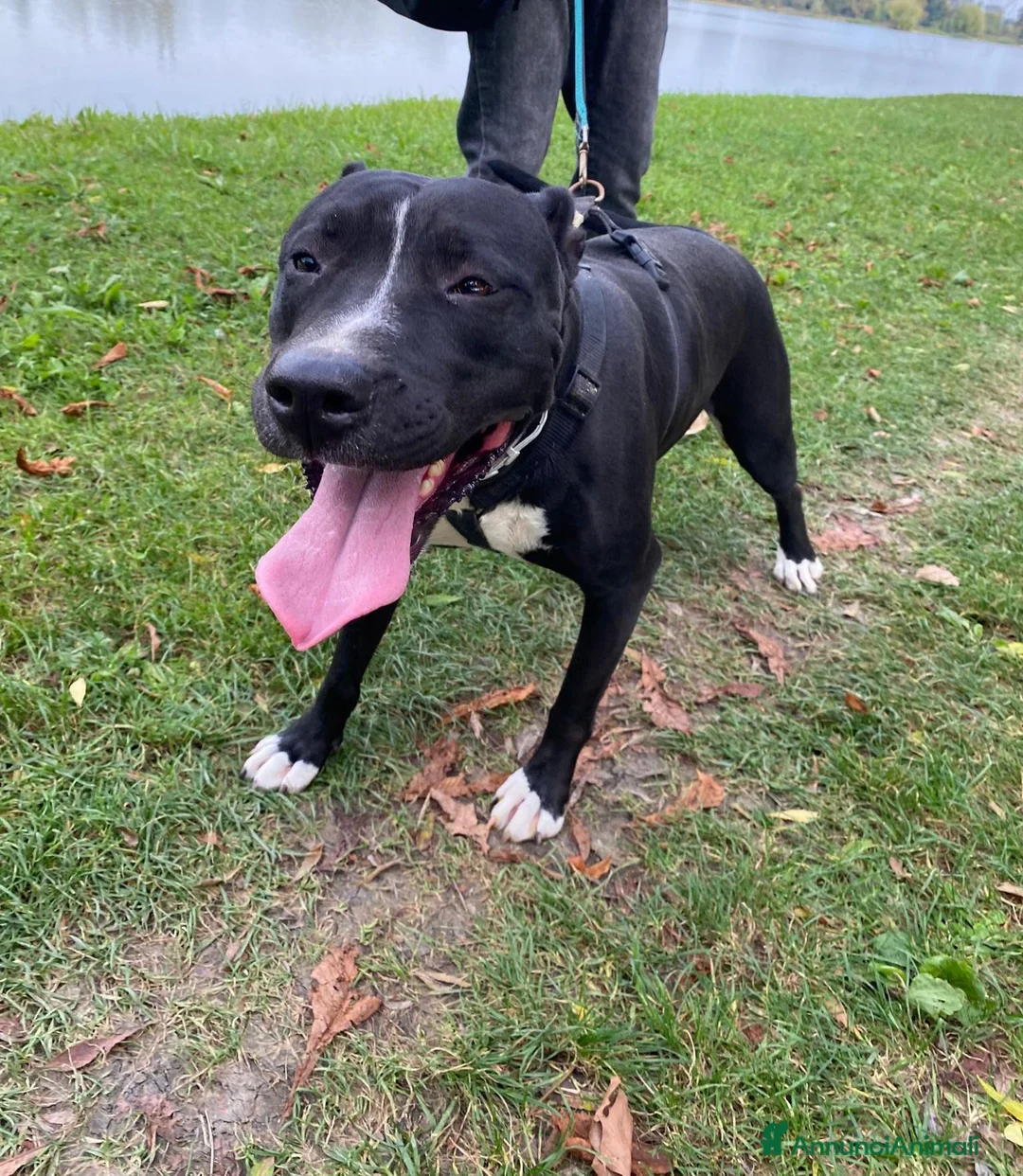 Meticcio cani in regalo: Atena simil Pitbull 5/6anniSOLA H24 IN BOX.MANTOVA - Annuncio 4