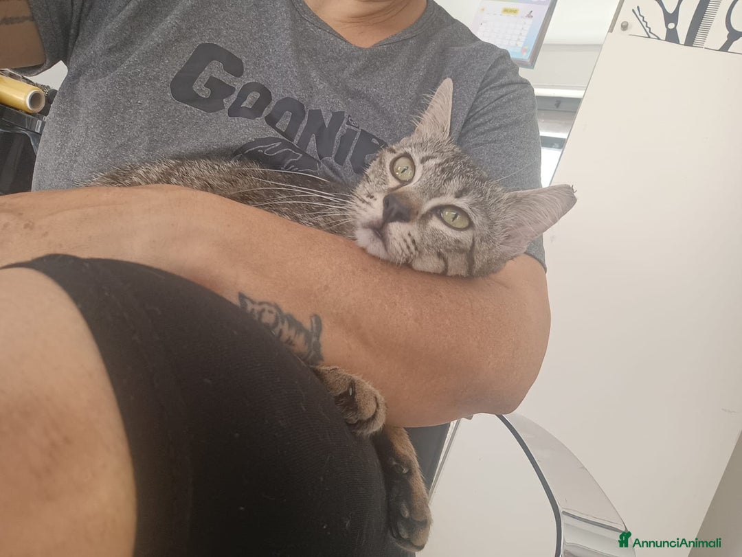 Altre razze gatti in regalo: Gattina tigrata a Provincia di Latina - Immagine 3