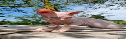 Sphynx gatti in vendita: Disponibili splendidi cuccioli di Sphynx ✨ - Annuncio 29