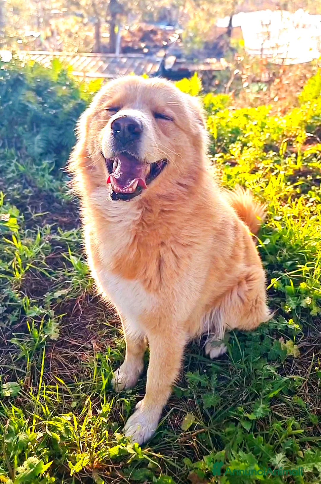 Golden Retriever cani in regalo: Birillo cagnone straordinario - Annuncio 10