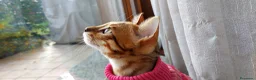 Bengala gatti in vendita: Gattina Bengala di 9 mesi - Annuncio 1