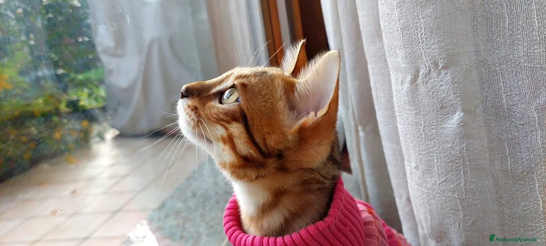 Bengala gatti in vendita: Gattina Bengala di 9 mesi - Annuncio 1