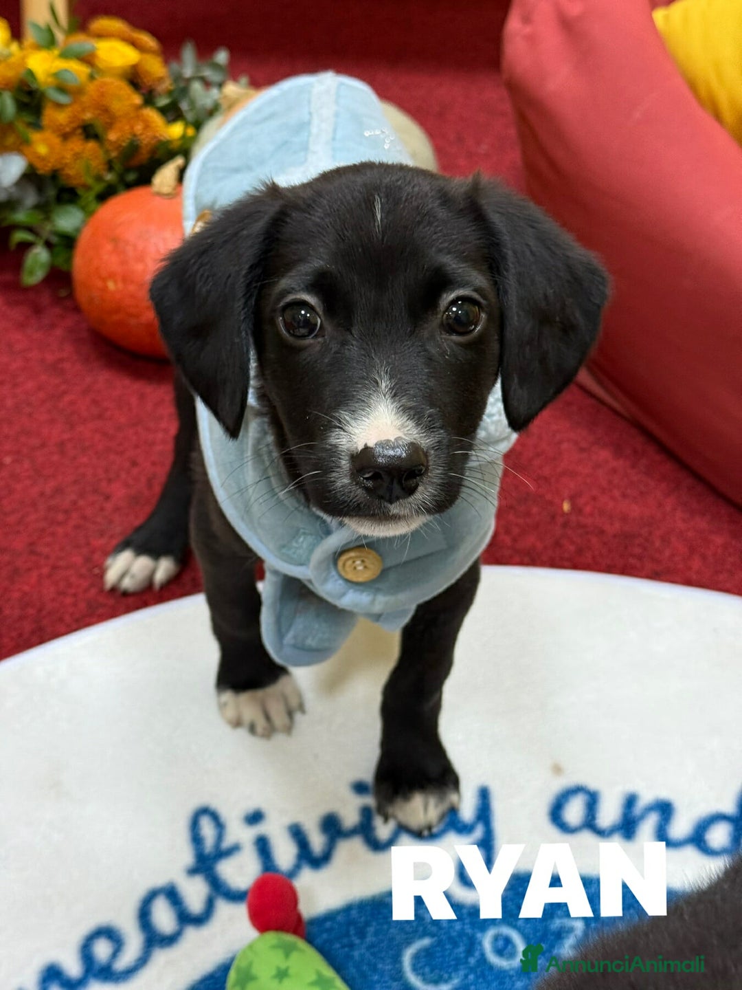Meticcio cani in regalo: 5 DOLCISSIMI CUCCIOLI! 3 mesi e mezzo. - Annuncio 4