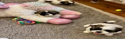 Shih Tzu cani in vendita: Schitzu il tuo batuffolo di gioia ti aspetta  - Annuncio 16