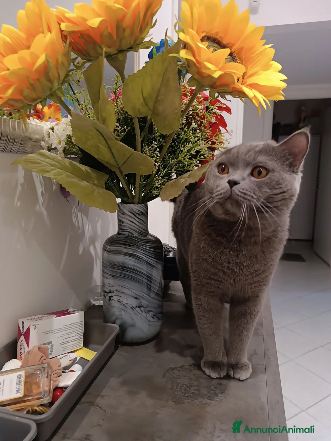 British gatti per accoppiamento: Accoppiamento British Shorthair a Città metropolitana di Milano - Annuncio 2