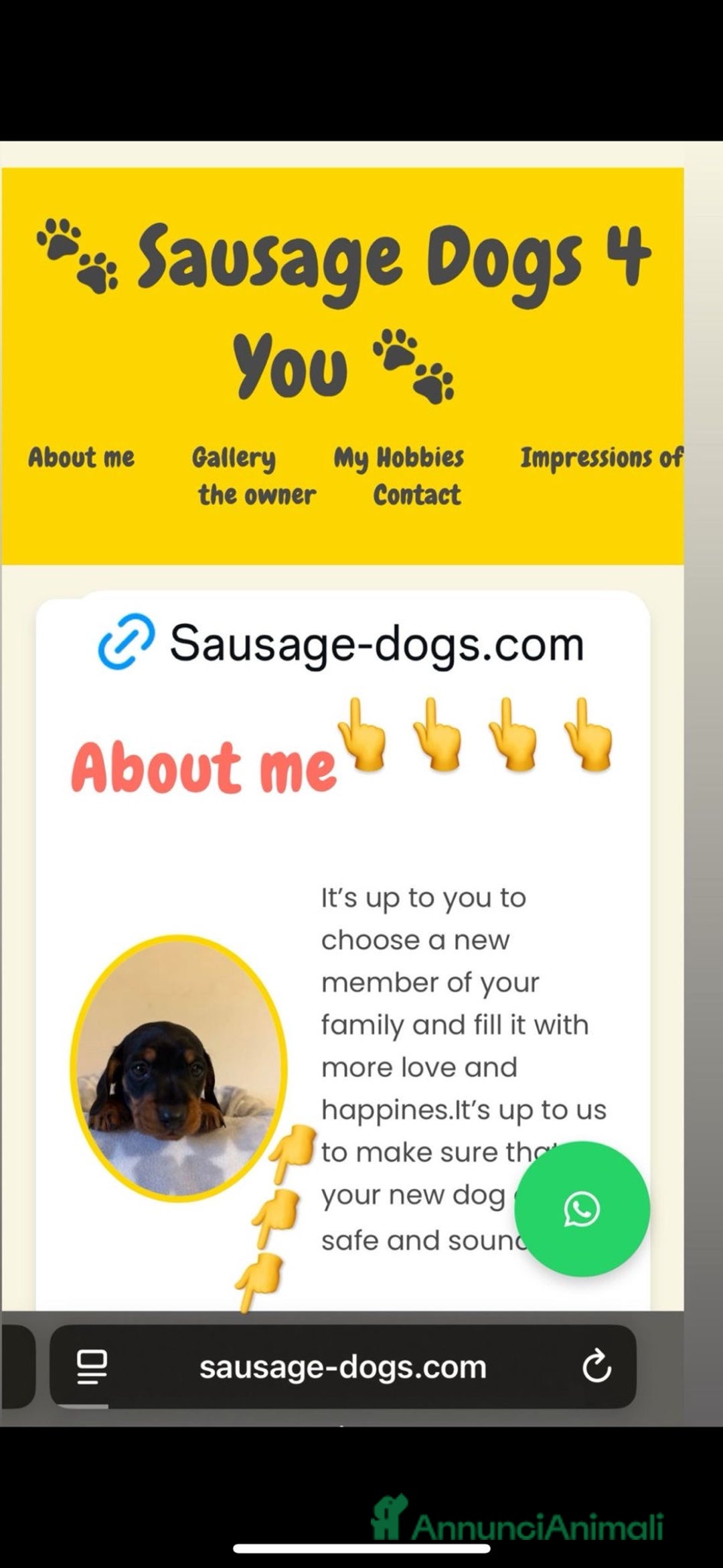 Bassotto cani in vendita: bassotti nani - Annuncio 9