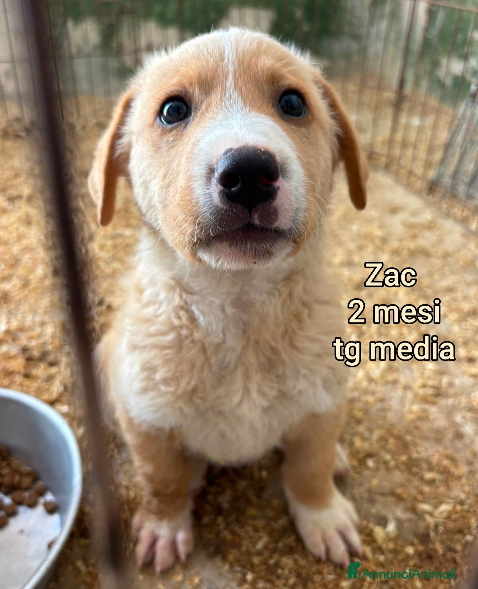 Meticcio cani CUCCIOLI ESCLUSI E SOLI!!! - Annuncio 34