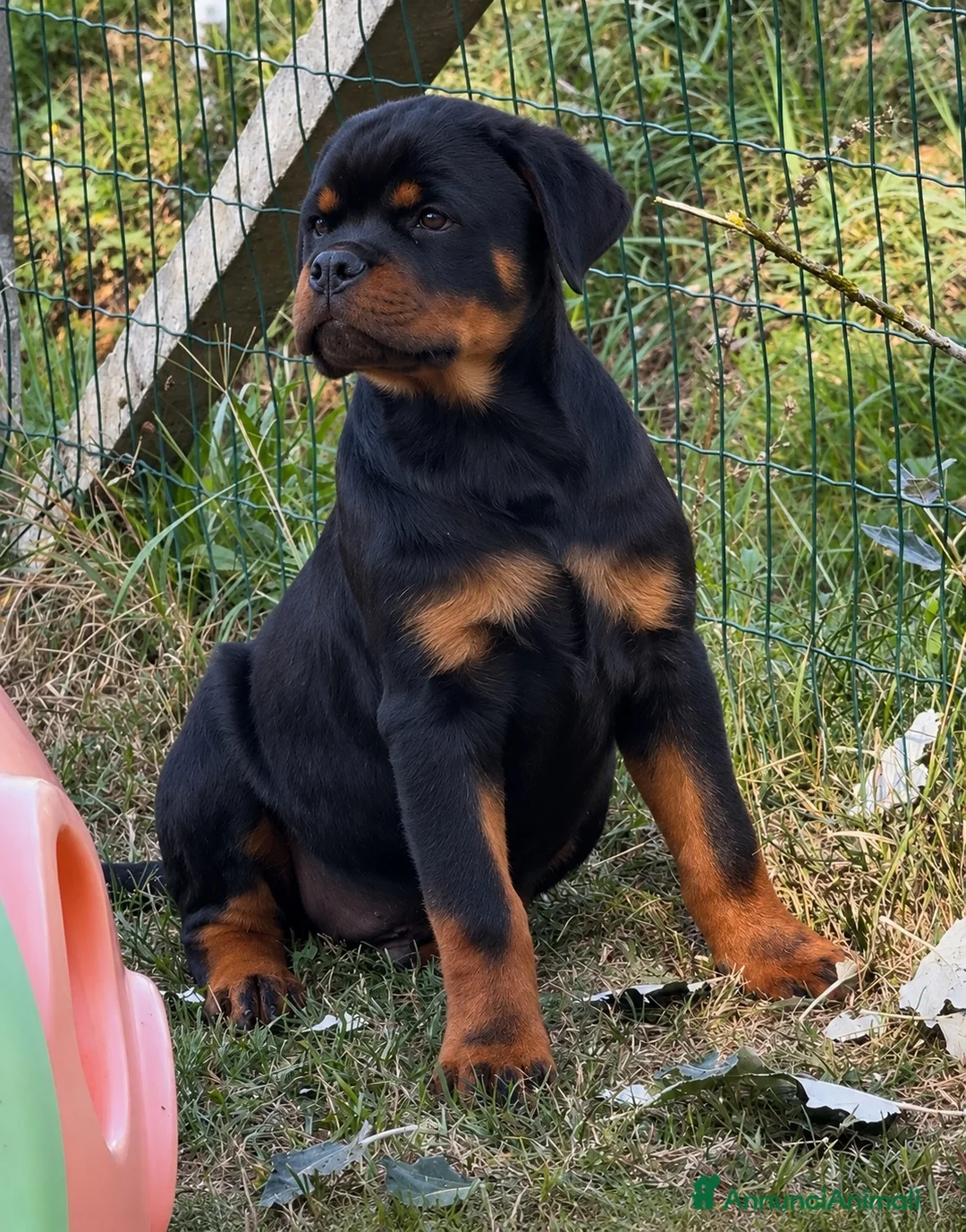Rottweiler cani in vendita: Cucciolo rottweiler - Annuncio 8
