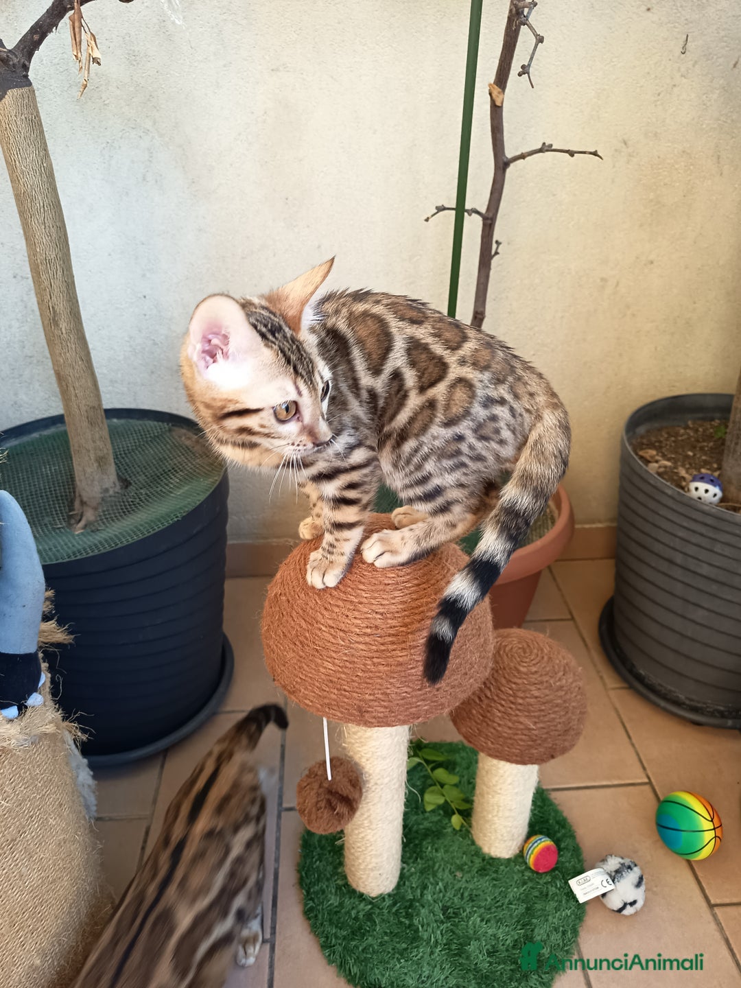 Bengala gatti in vendita: Maschietto & Feminuccia 🥰 - Annuncio 14