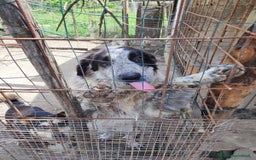 Meticcio cani in regalo: BERNA  a Provincia di Avellino - Immagine 9