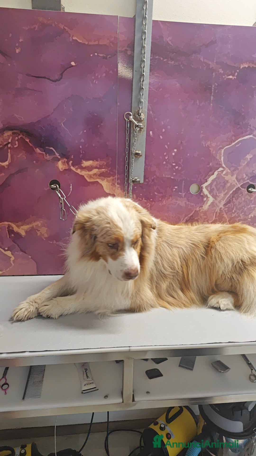 Australian Shepherd cani per accoppiamento: KODA CERCA FEMMINA PER MONTA - Annuncio 8