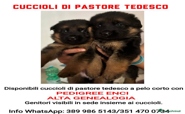 Pastore Tedesco cani a Provincia di Caserta - Annuncio 3
