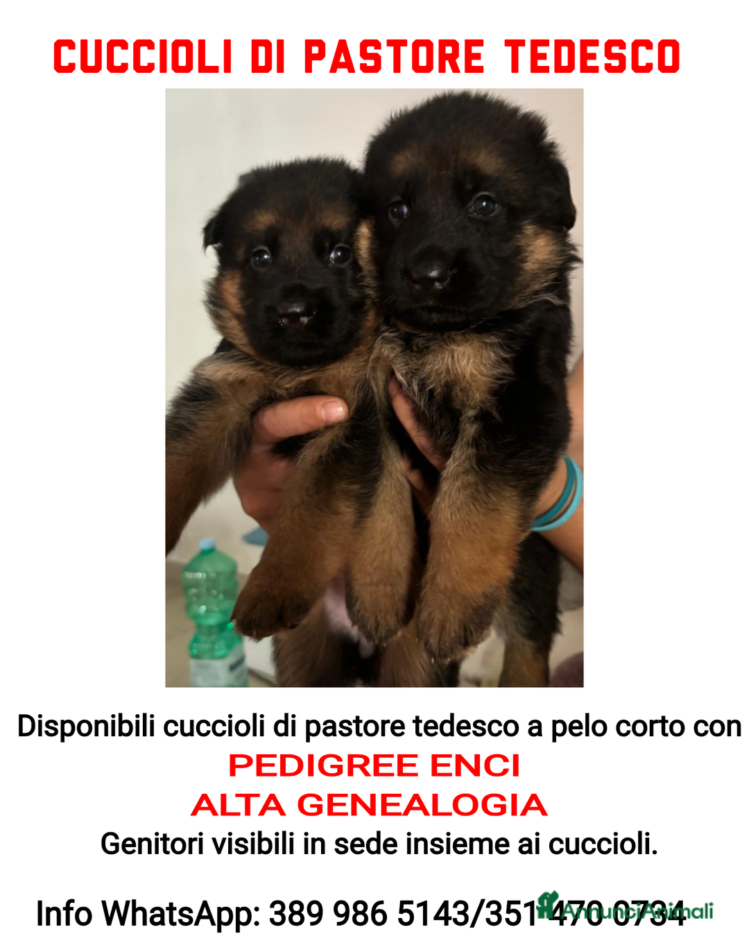 Pastore Tedesco cani in vendita: Cuccioli Pastore Tedesco  a Provincia di Caserta - Immagine 1