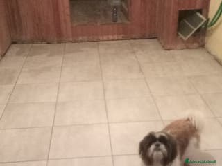 Shih Tzu cani MASCHIO PER ACCOPPIAMENTO - Annuncio 2