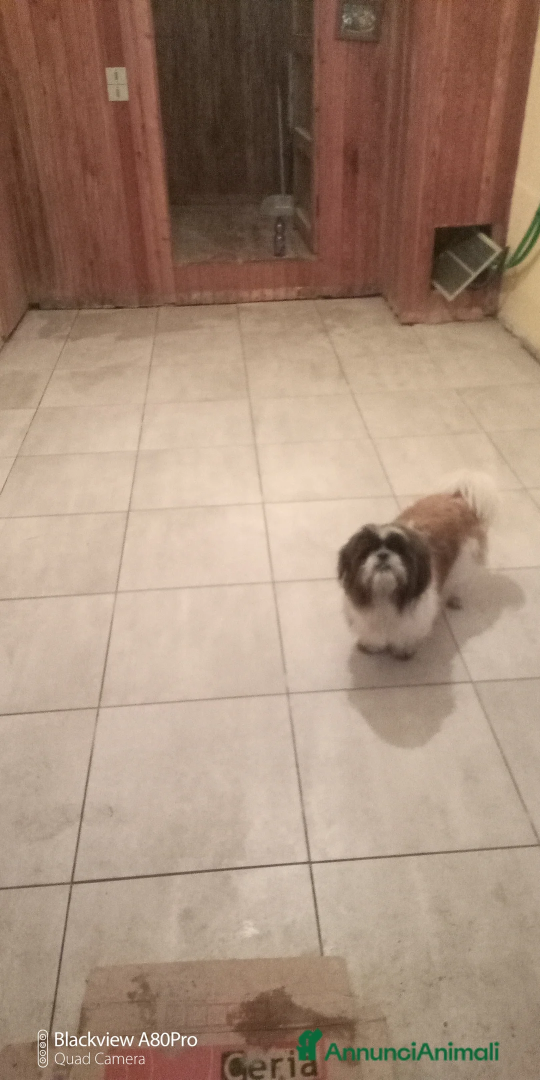 Shih Tzu cani per accoppiamento: MASCHIO PER ACCOPPIAMENTO  - Annuncio 1