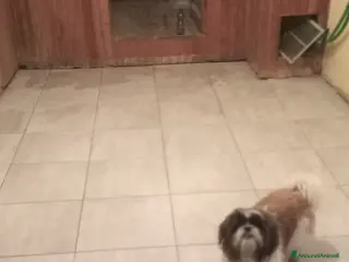 Shih Tzu cani MASCHIO PER ACCOPPIAMENTO - Annuncio 37