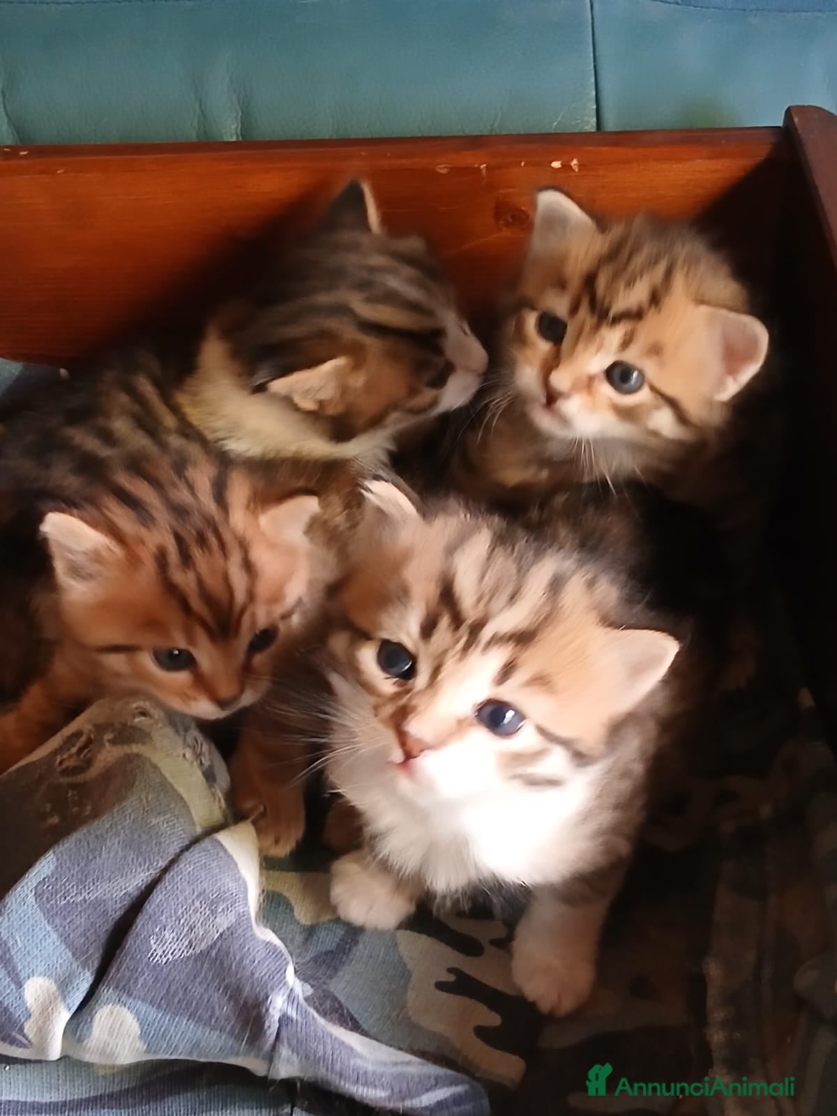 Bengala gatti Bengalesi calico van - Annuncio 4