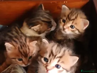 Bengala gatti Bengalesi calico van - Annuncio 4