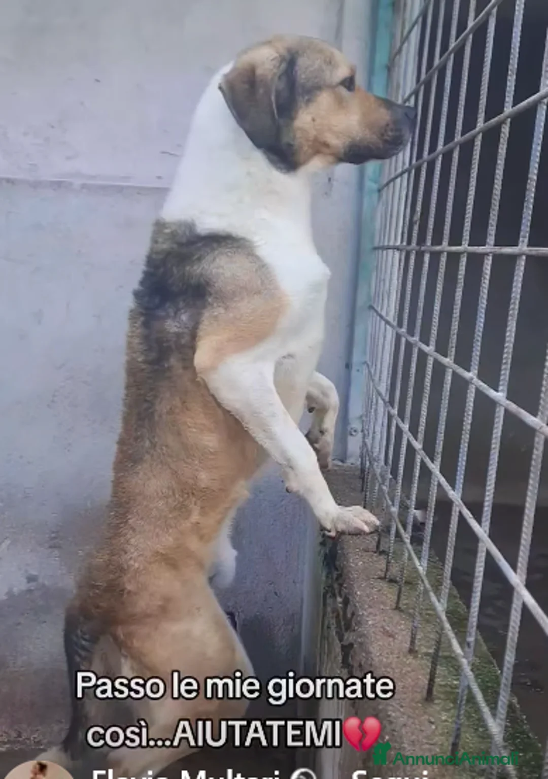 Meticcio cani in regalo: ADOZ.DEL💔:grido disperato,così tutto il giorno!! - Annuncio 1