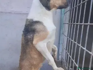 Meticcio cani ADOZ.DEL💔:grido disperato,così tutto il giorno!! - Annuncio 6