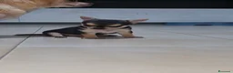 Chihuahua cani in vendita: Cucciola chiwuawua  - Annuncio 3