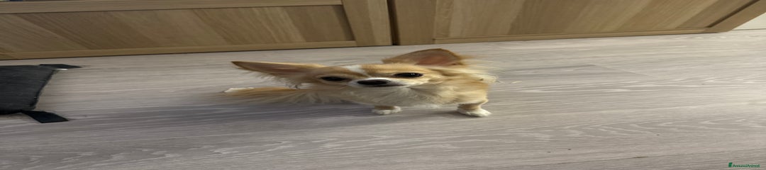 Chihuahua Cucciolo 2