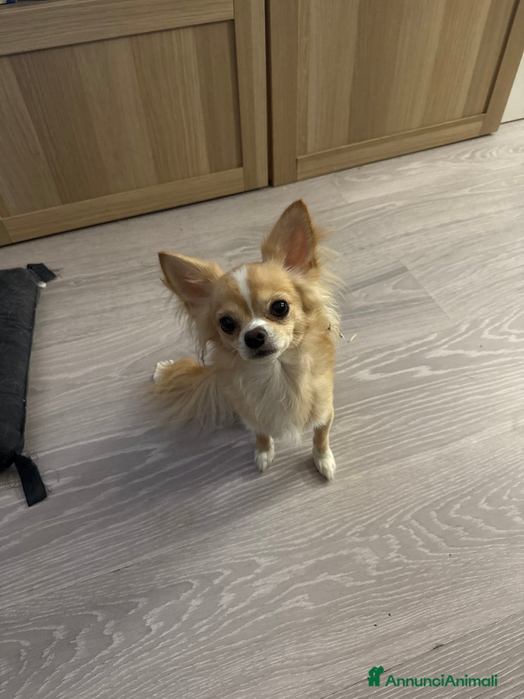 Chihuahua cani in vendita: Cuccioli chihuahua  - Annuncio 4