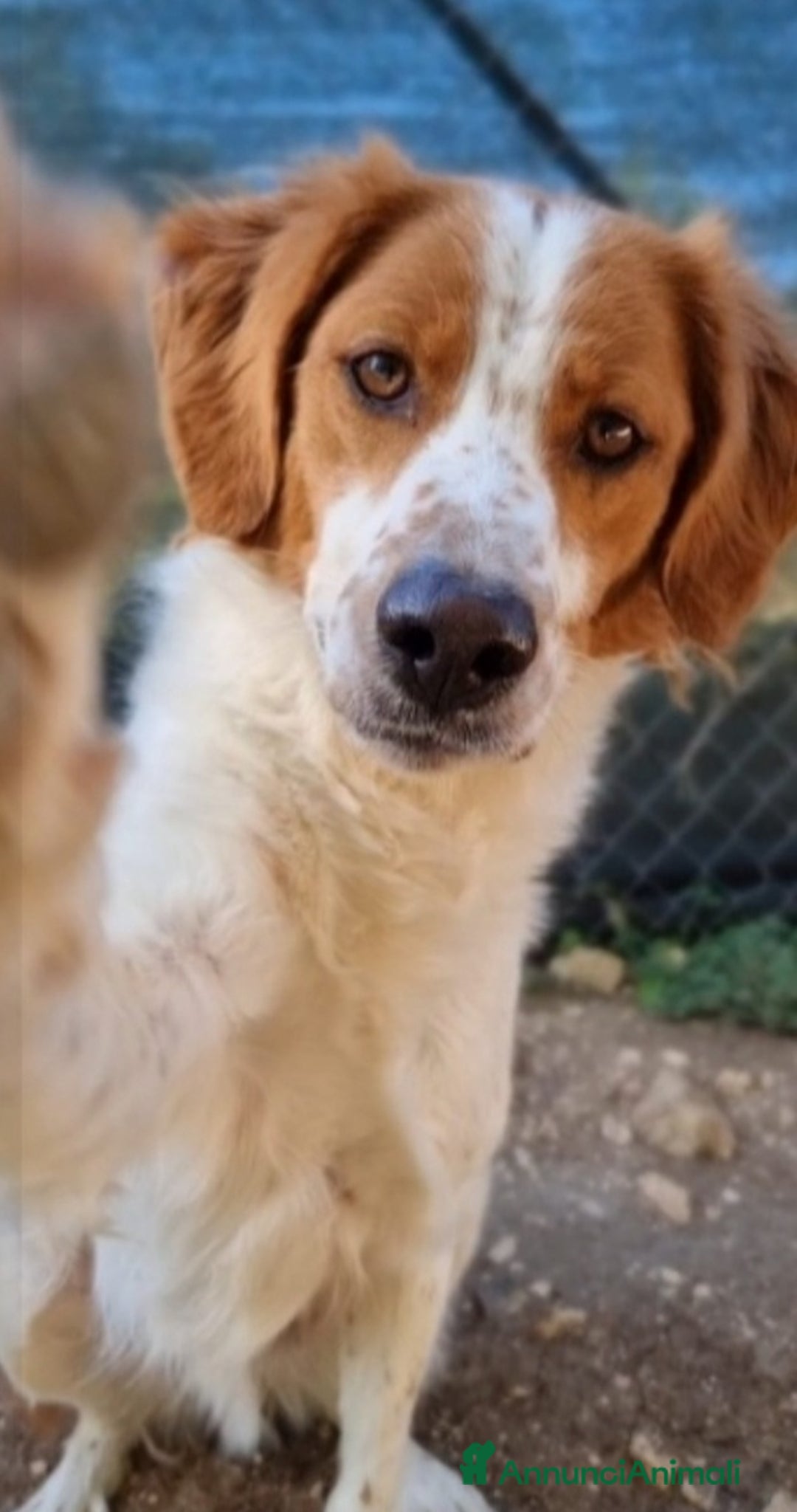 Meticcio cani in regalo: Mix Breton 3anni da randagio al canile.SOS FOGGIA a Città metropolitana di Milano - Annuncio 1