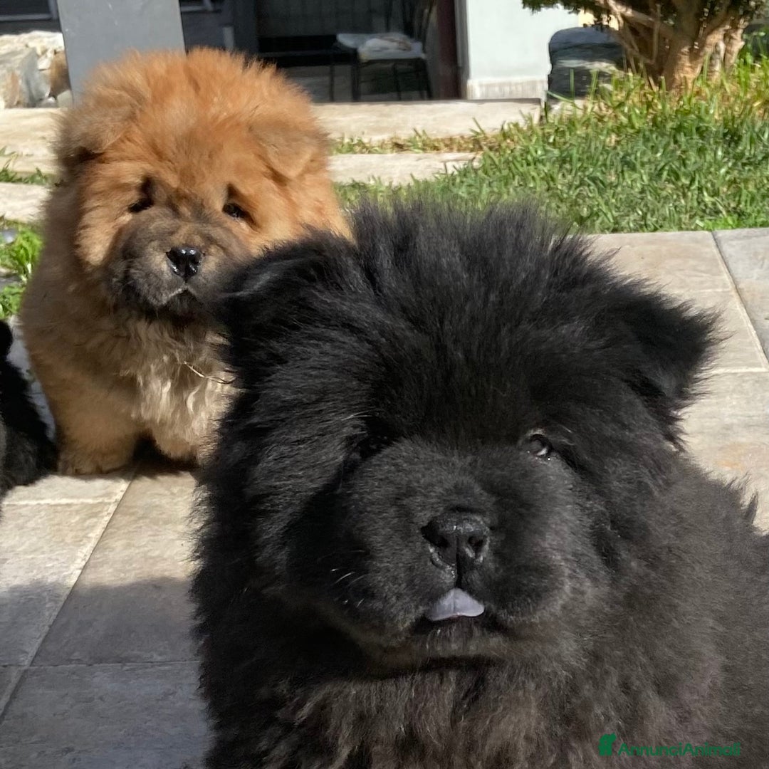 Chow Chow cani in vendita: Chow Chow Cucciole femmine nero e rosso  - Annuncio 14