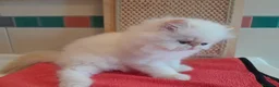 Persiano gatti in vendita: Gatti persiani - Annuncio 7