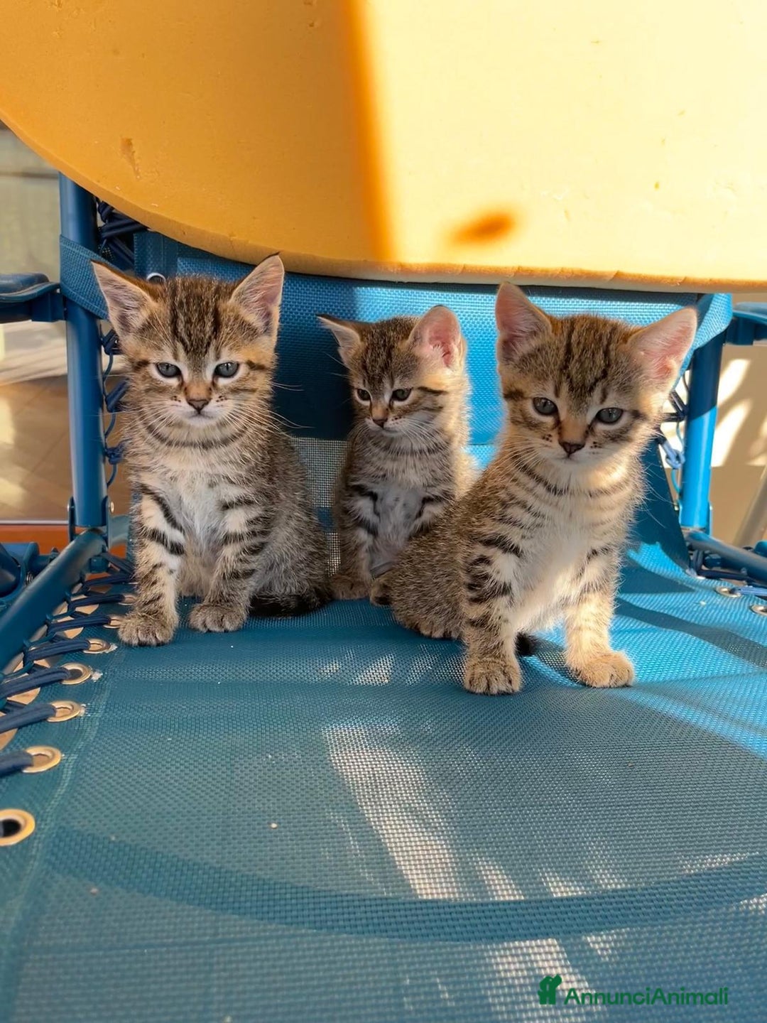 Europeo gatti in regalo: 3 gattini di 2 mesi e mezzo - Annuncio 1