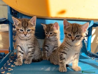 Europeo gatti 3 gattini di 2 mesi e mezzo - Annuncio 1