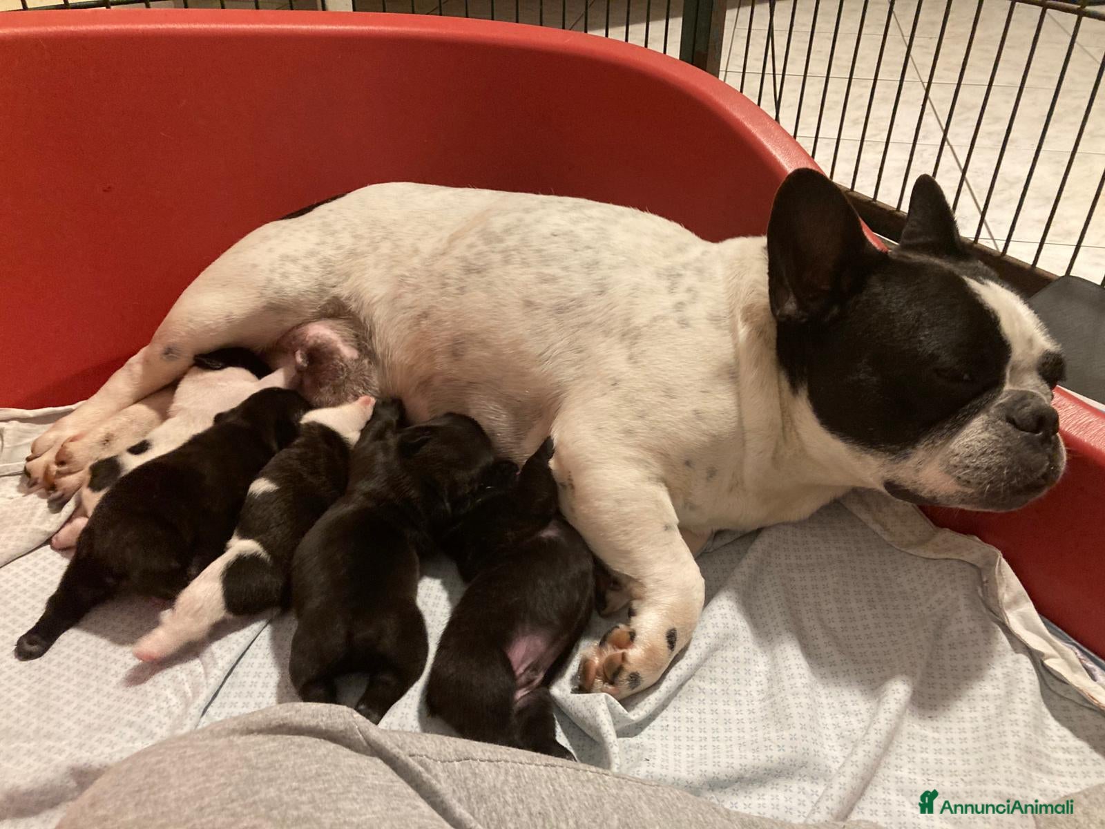 Bulldog Francese cani in vendita: CUCCIOLI DI BOULDOGUE FRANCESE  - Annuncio 1