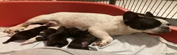 Bulldog Francese cani in vendita: CUCCIOLI DI BOULDOGUE FRANCESE  - Annuncio 1
