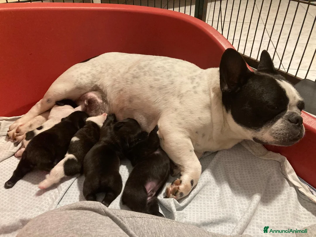 Bulldog Francese cani in vendita: CUCCIOLI DI BOULDOGUE FRANCESE  - Annuncio 1